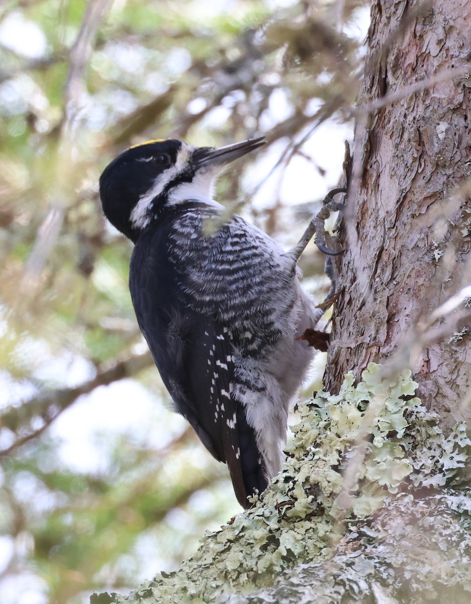 Black-backed Woodpecker - ML636180755