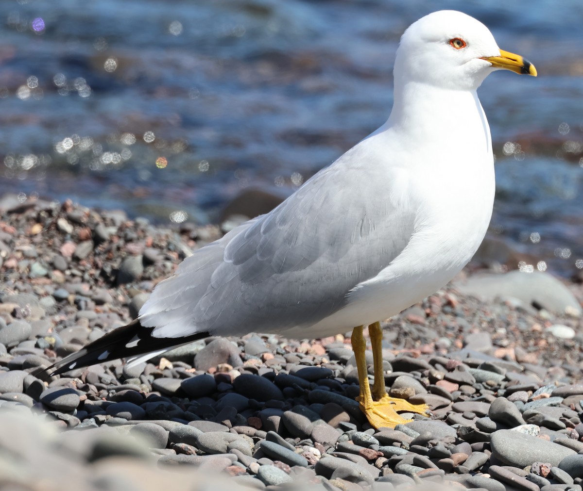 Ring-billed Gull - ML636180789