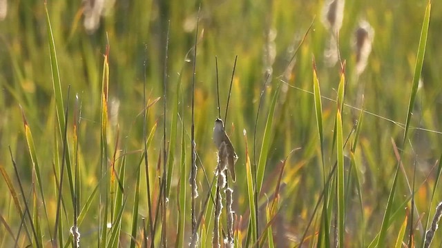 Savi's Warbler - ML636180817