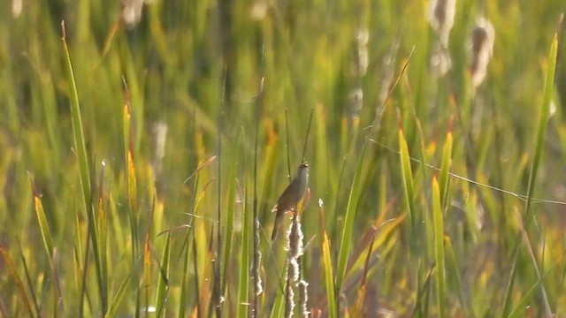 Savi's Warbler - ML636180819