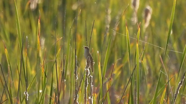 Savi's Warbler - ML636180820