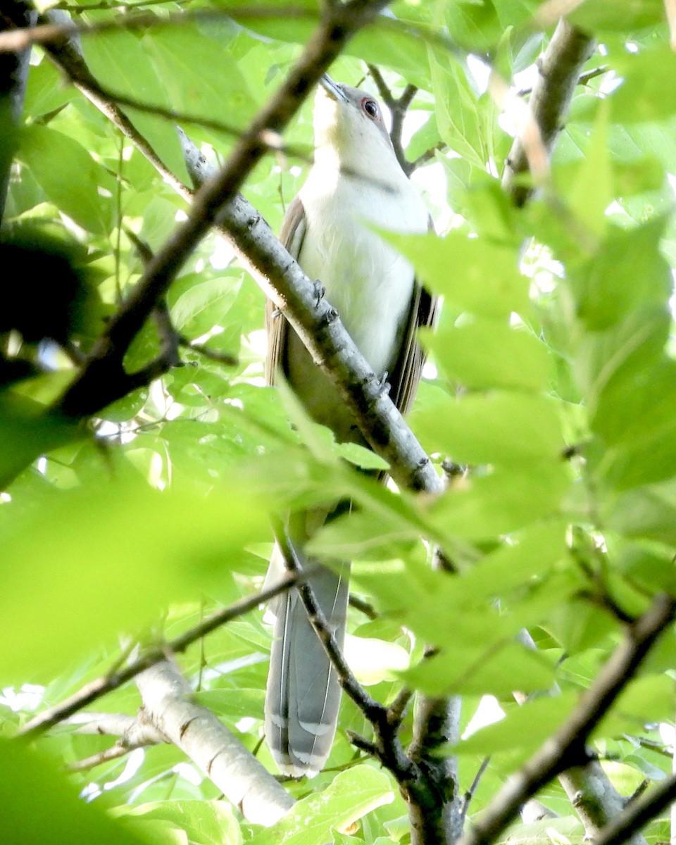 Black-billed Cuckoo - ML636180896