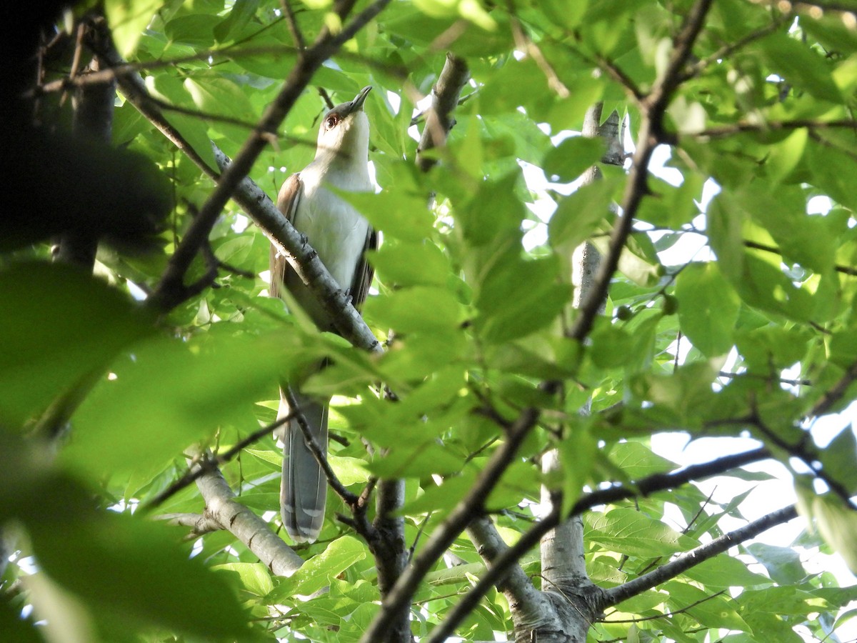 Black-billed Cuckoo - ML636180912