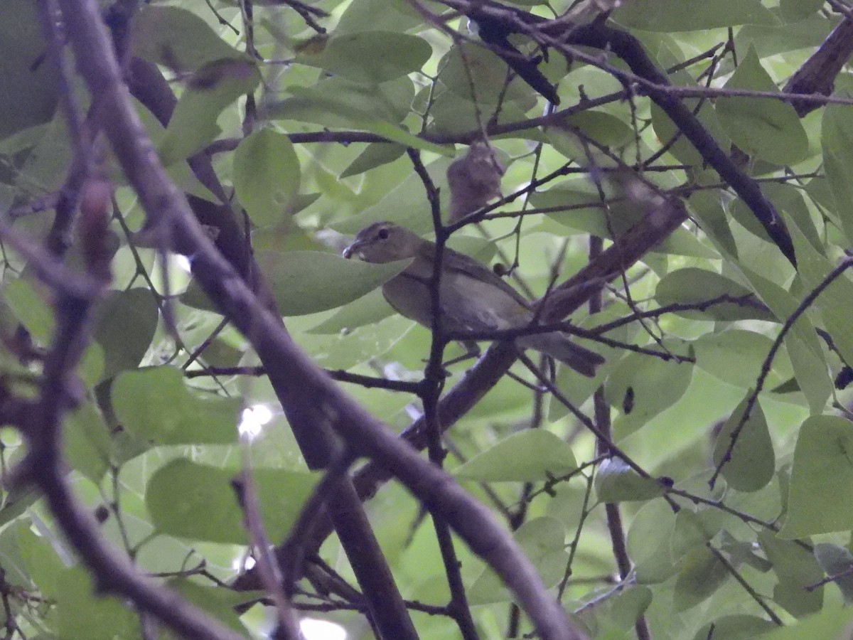 Tennessee Warbler - ML636180928