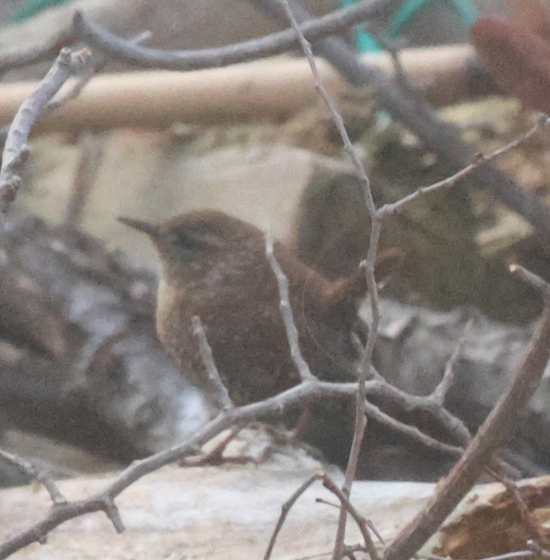 Winter Wren - ML636180941