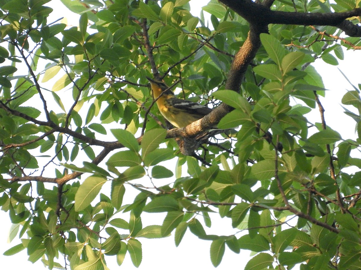 Blackburnian Warbler - ML636180957