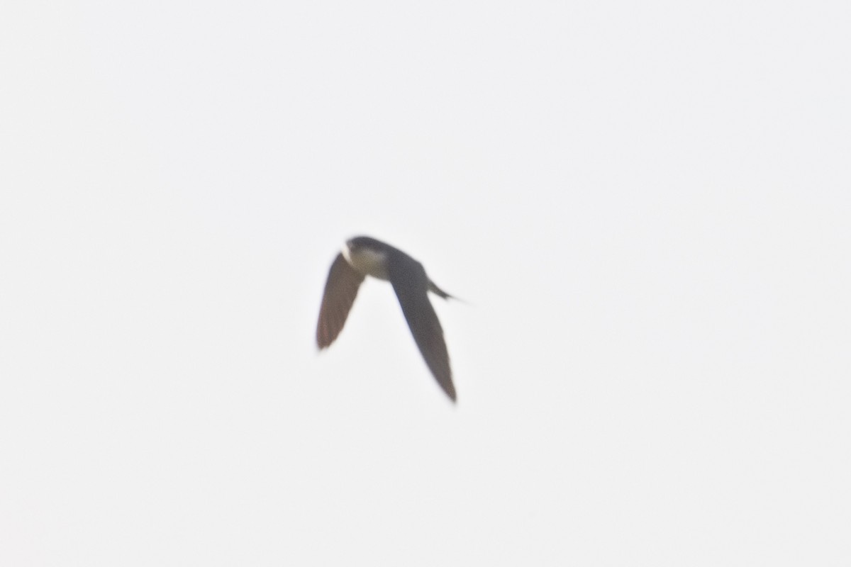 Western House-Martin - ML636181087