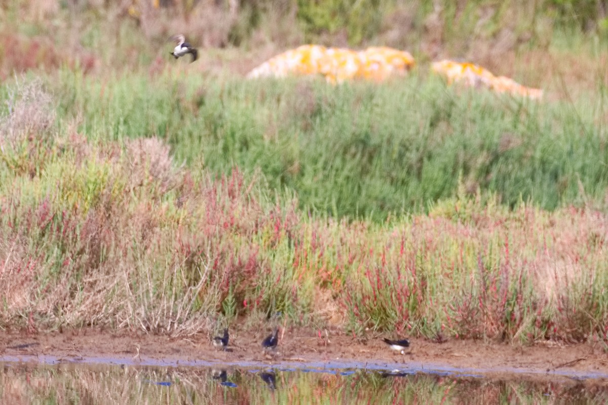 Western House-Martin - ML636181107
