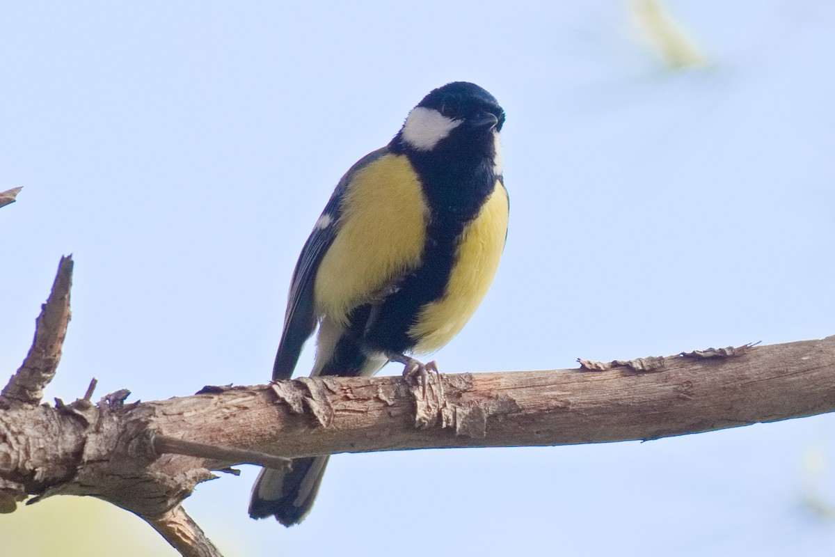 Great Tit - ML636181122