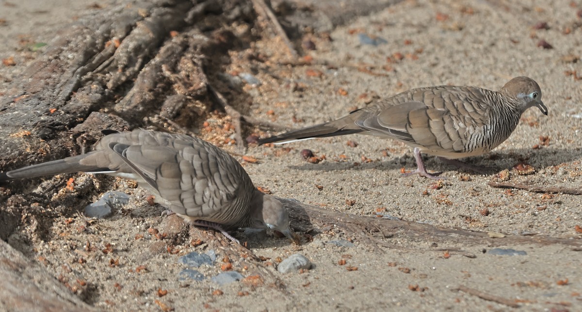 Zebra Dove - ML636181278
