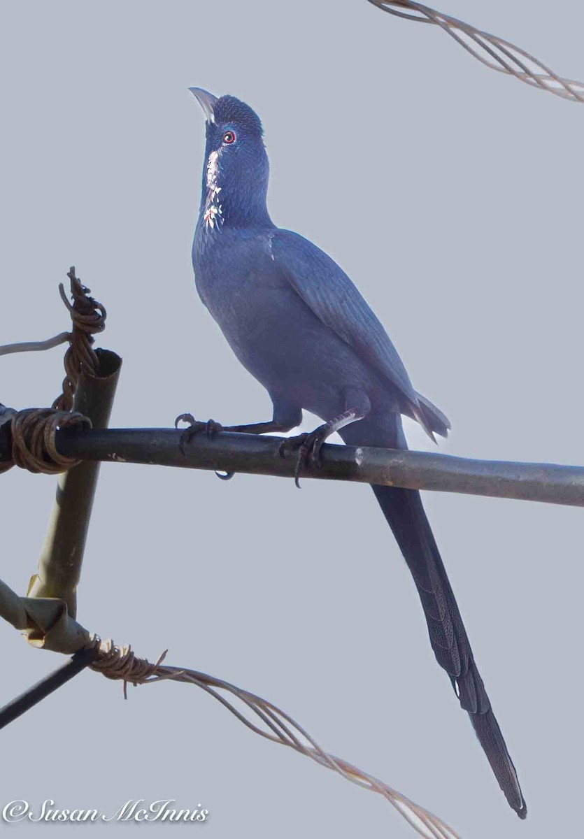 Bristle-crowned Starling - ML636181351