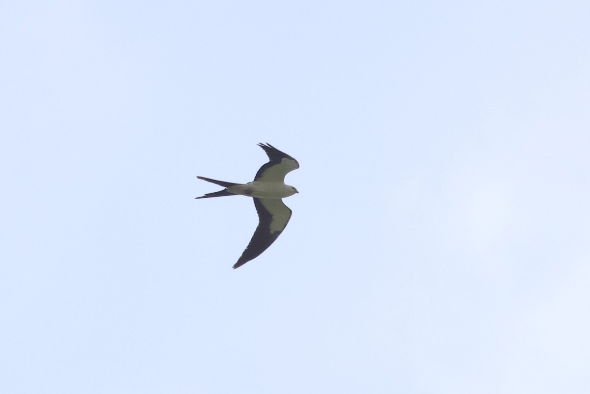 Swallow-tailed Kite - ML636181530