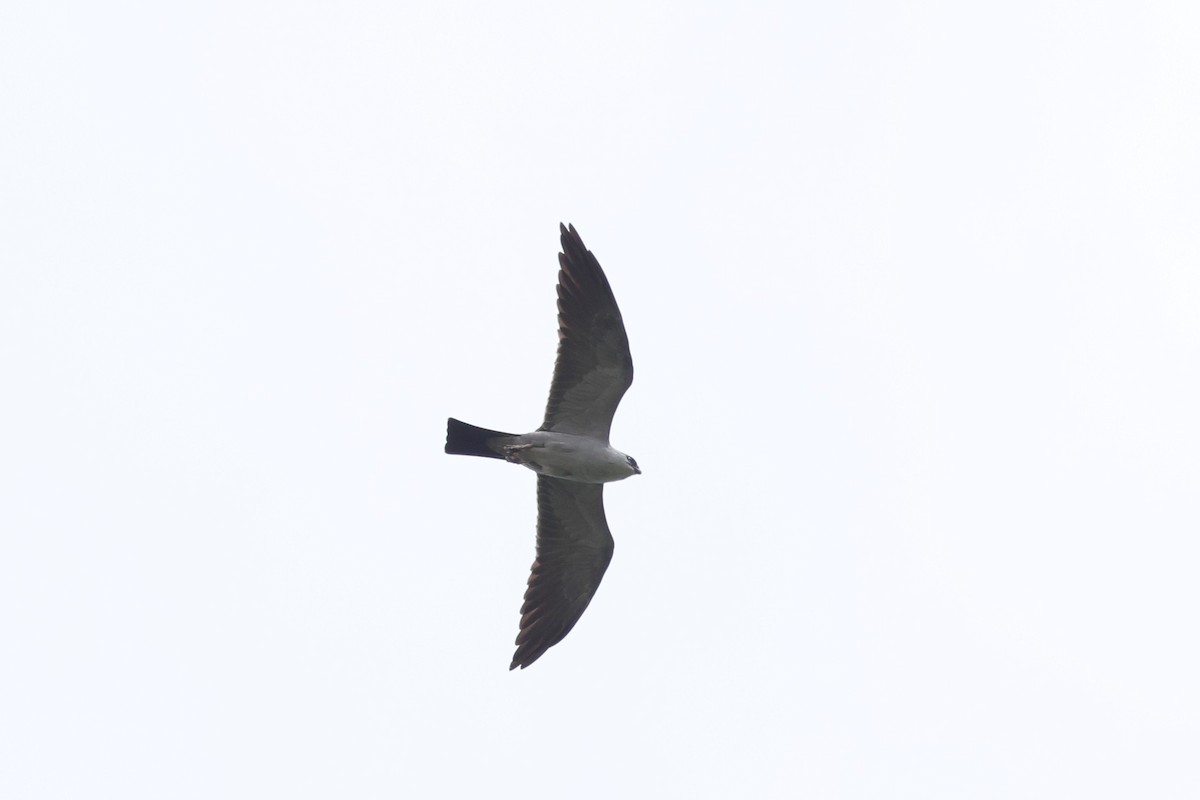 Mississippi Kite - ML636181538