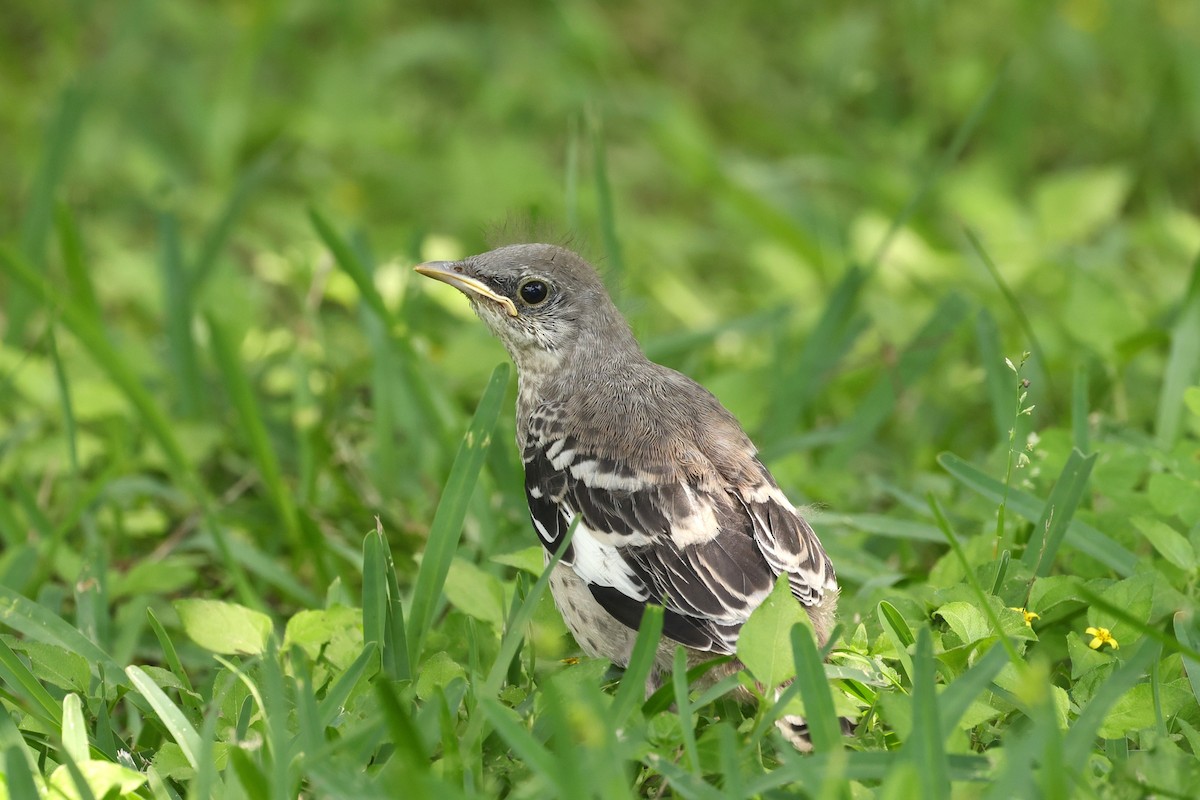 Northern Mockingbird - ML636181550
