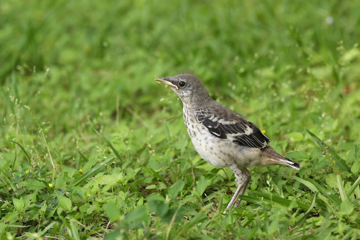 Northern Mockingbird - ML636181552