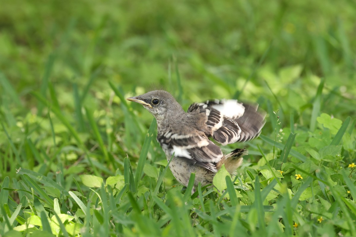 Northern Mockingbird - ML636181553