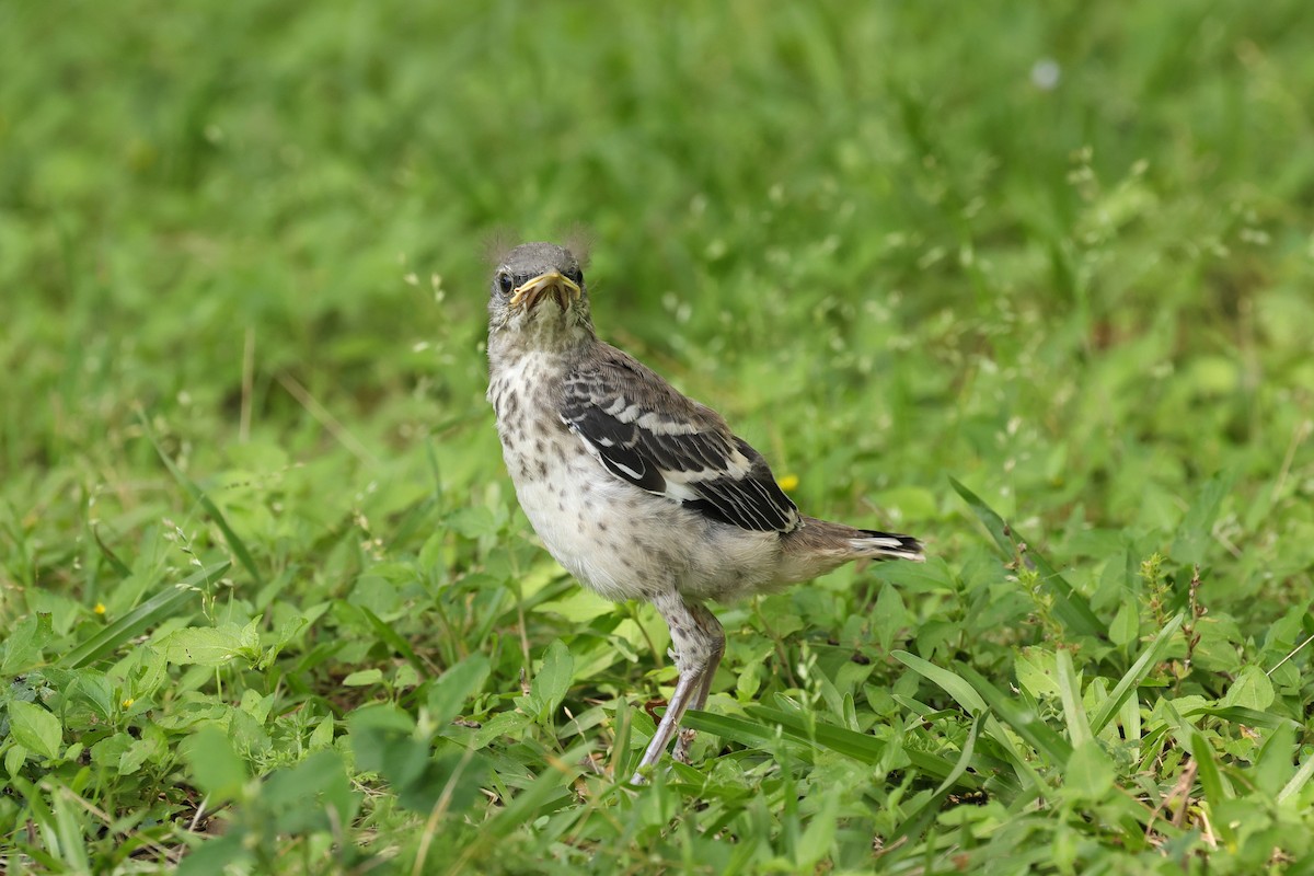 Northern Mockingbird - ML636181554
