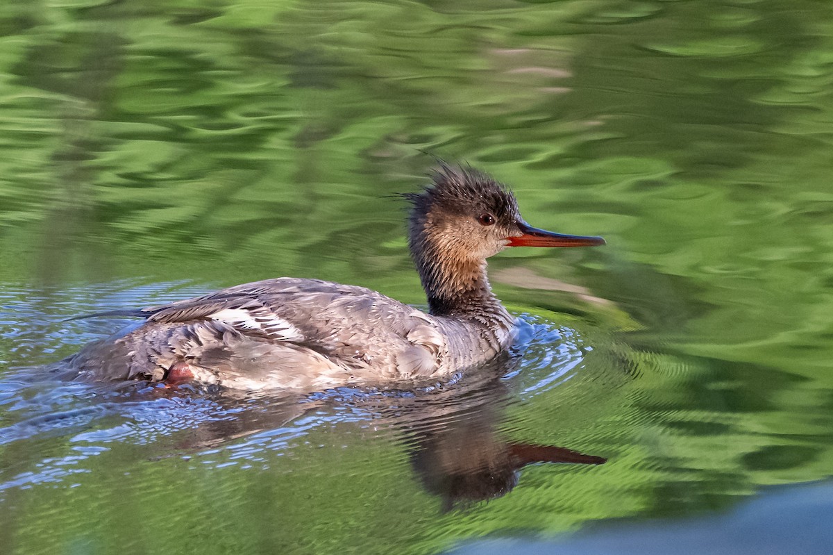 Сэвгэр бохио - ML636181672