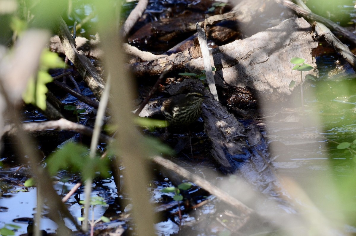 Northern Waterthrush - ML636181819