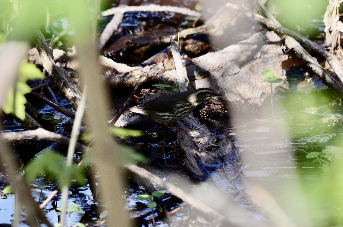 Northern Waterthrush - ML636181873