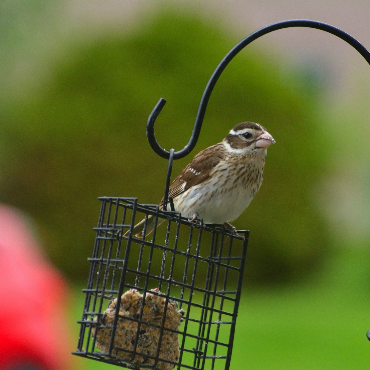 Rose-breasted Grosbeak - ML636181885
