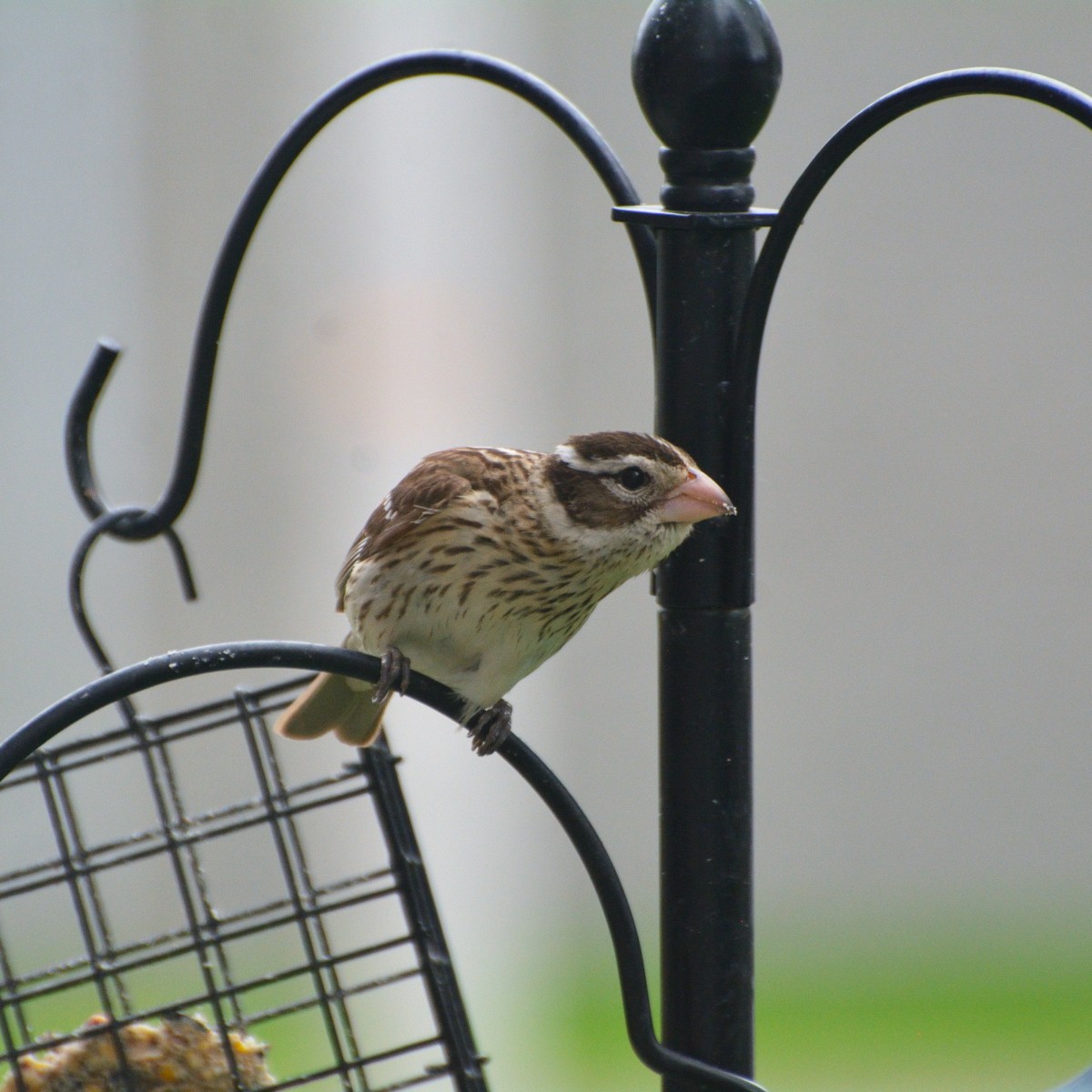 Rose-breasted Grosbeak - ML636181886