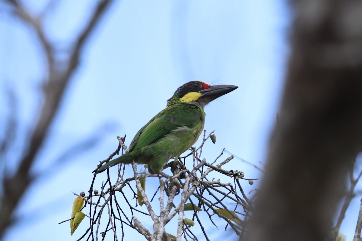 Gold-whiskered Barbet - ML636181958