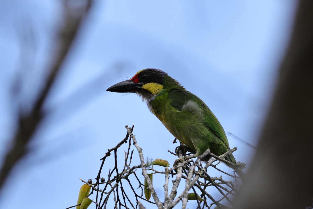 Gold-whiskered Barbet - ML636181967