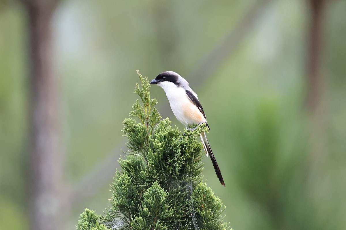 Long-tailed Shrike - ML636181979