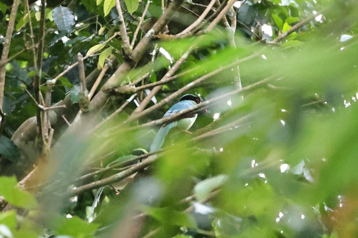 Common Green-Magpie - ML636181987