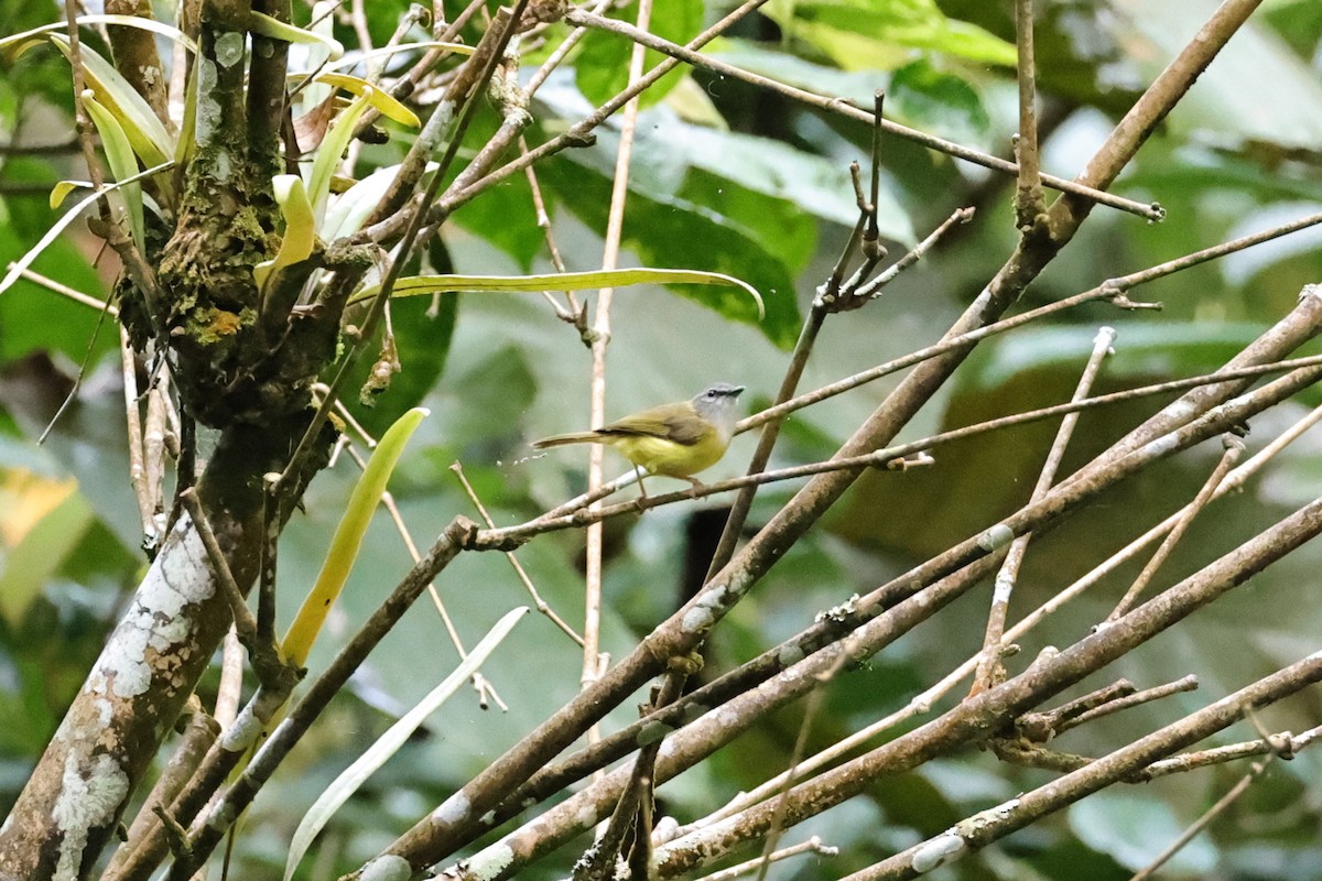 Yellow-bellied Warbler - ML636182004