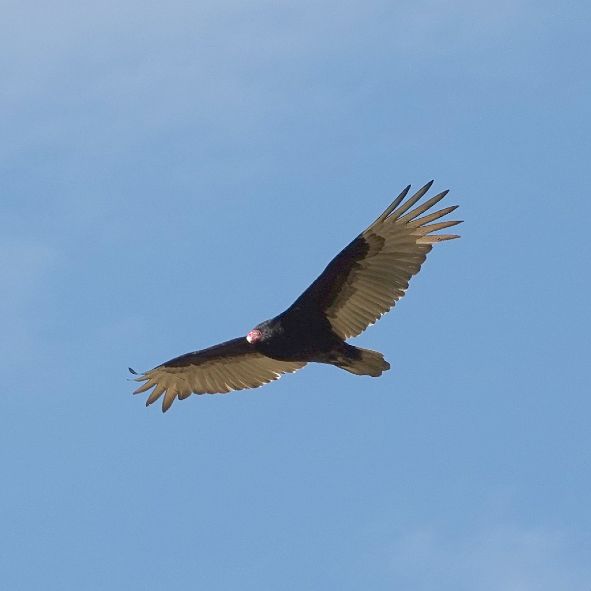 Turkey Vulture - ML636182019