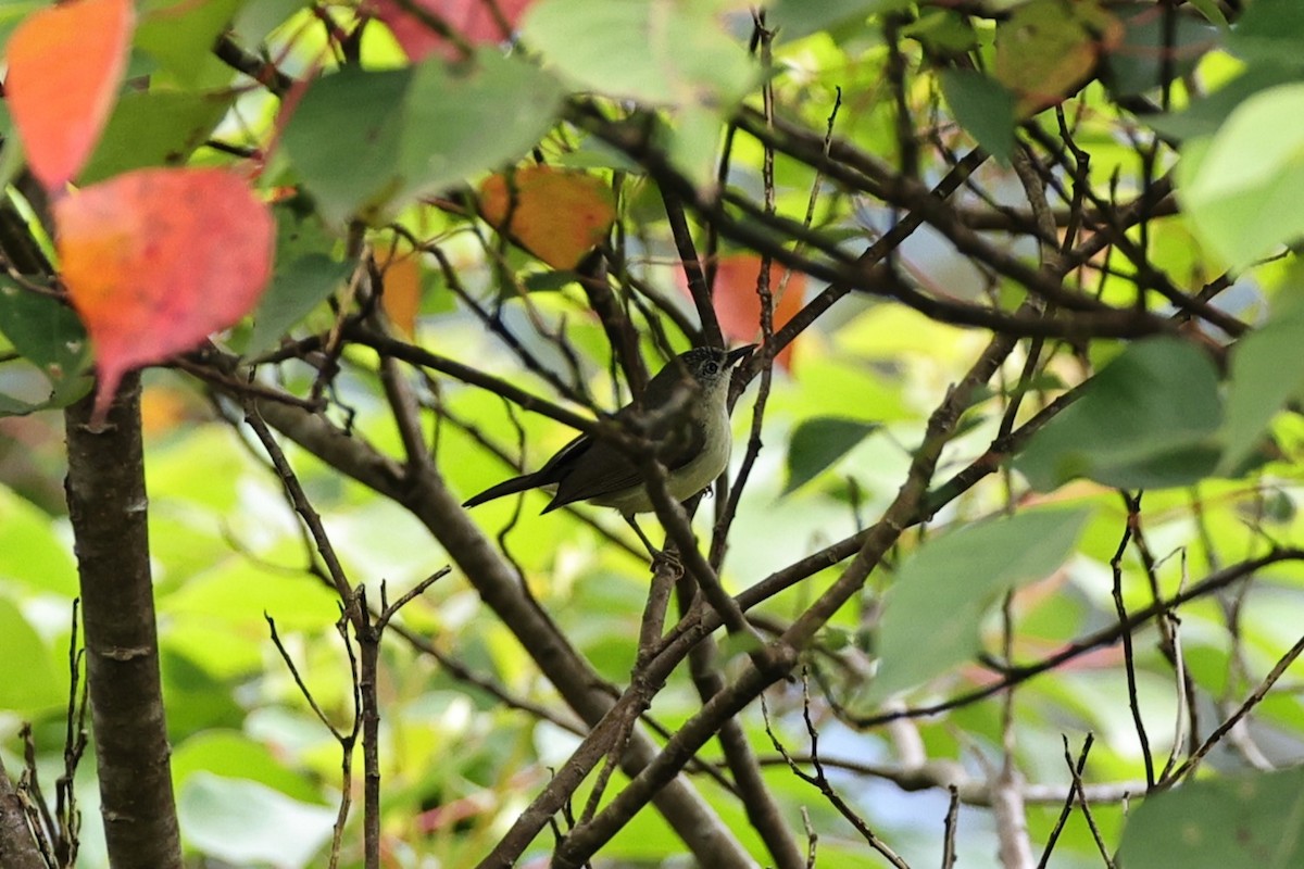 Pygmy Heleia - ML636182021