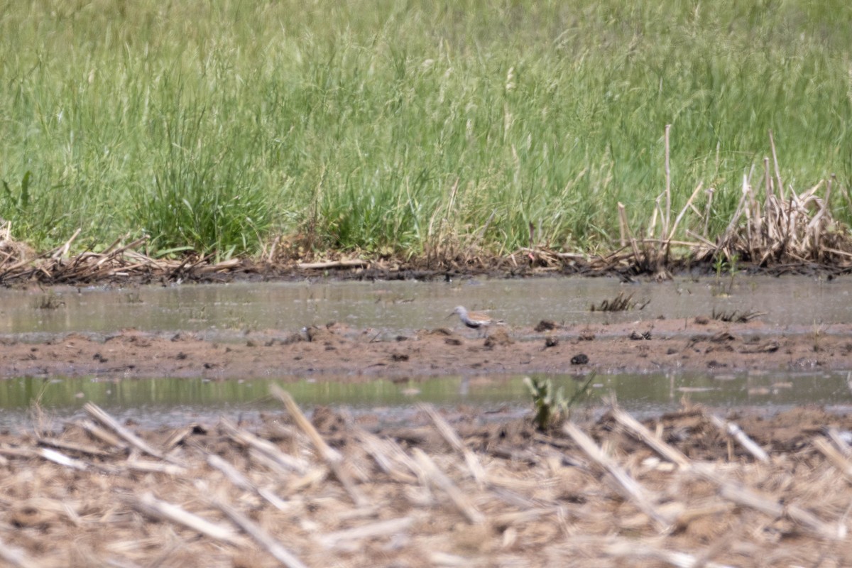 Dunlin - ML636182025