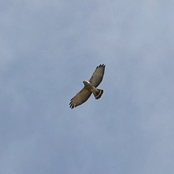 Broad-winged Hawk - ML636182029