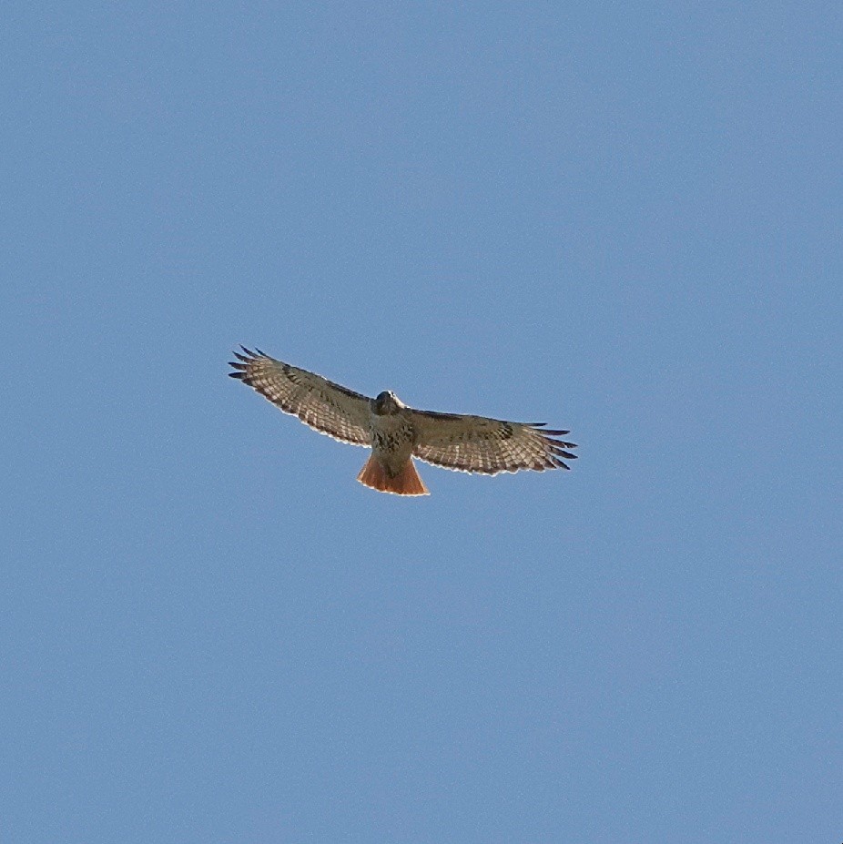 Red-tailed Hawk - ML636182036