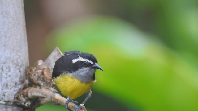 Bananaquit - ML636182192