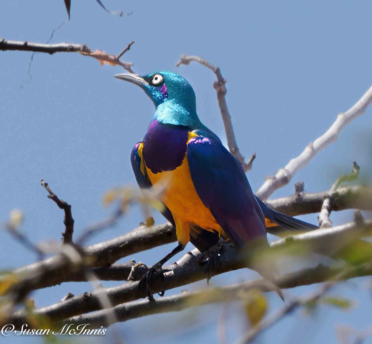 Golden-breasted Starling - ML636182215