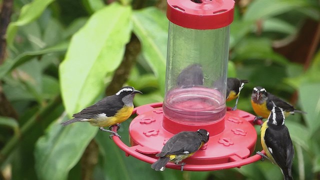 Bananaquit - ML636182228
