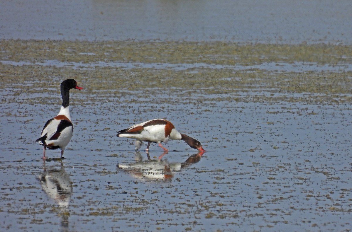 Common Shelduck - ML636182246