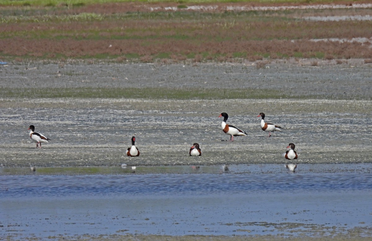 Common Shelduck - ML636182248