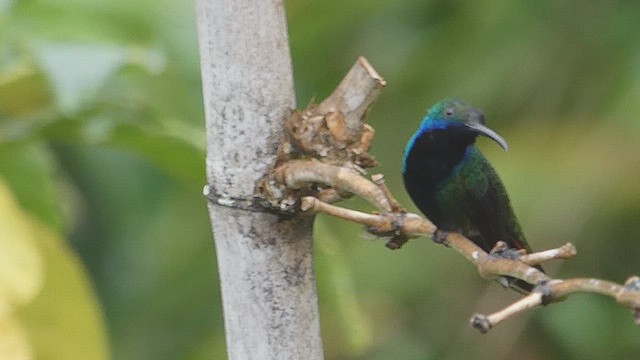 Black-throated Mango - ML636182265