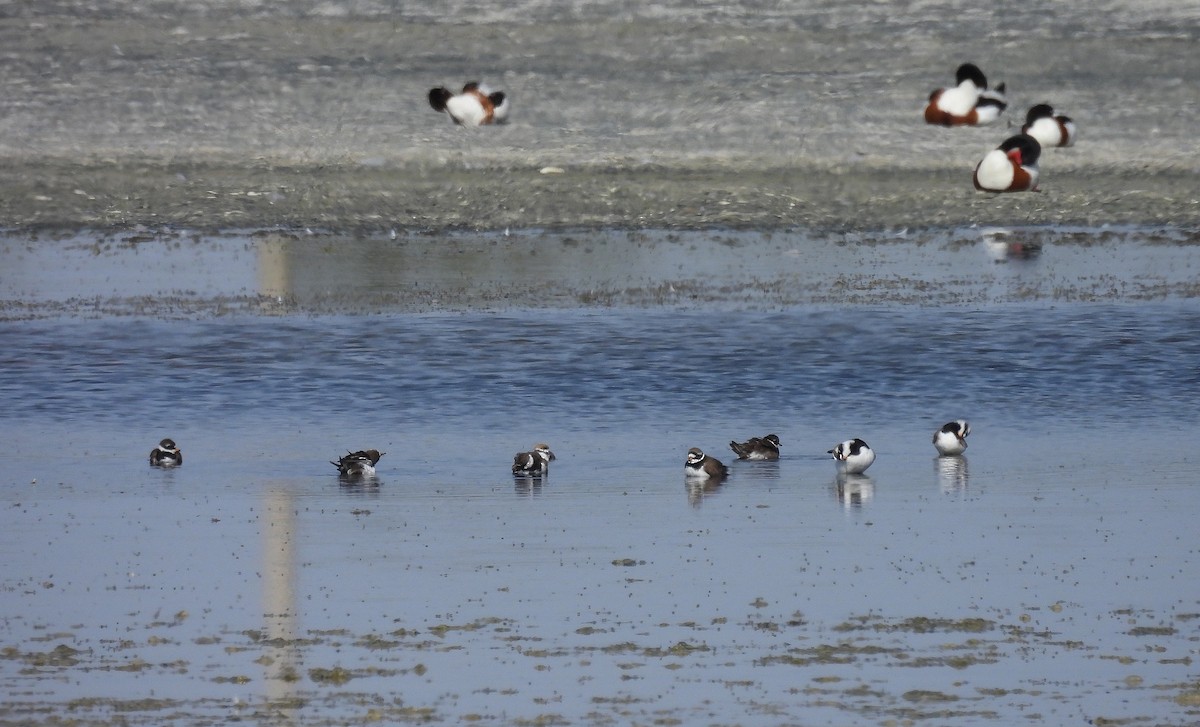 Common Ringed Plover - ML636182269