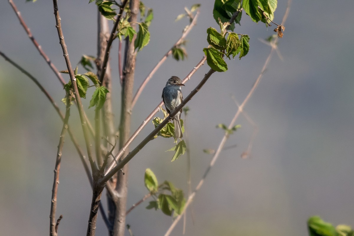 Tumbes Pewee - ML636182275
