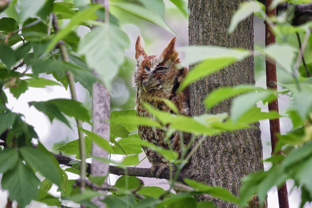 Eastern Screech-Owl - ML636182294