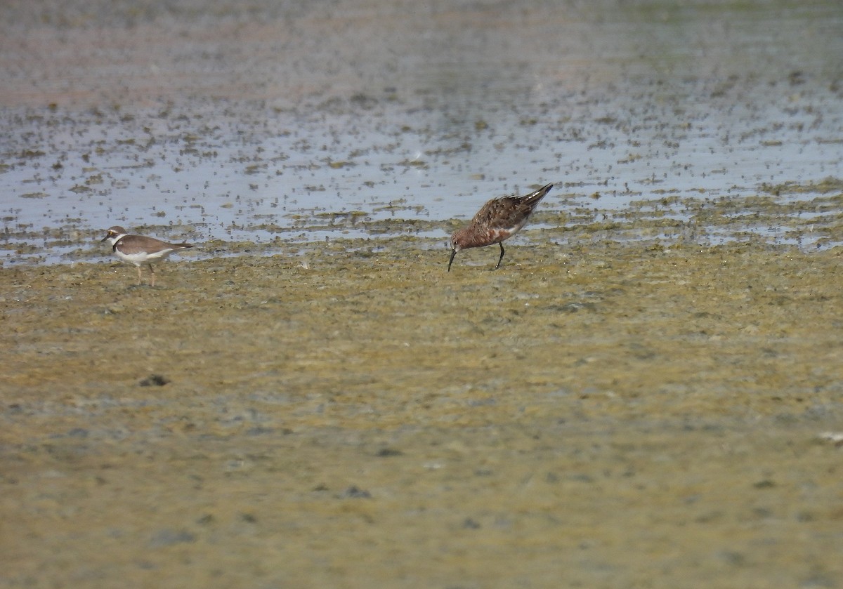 Curlew Sandpiper - ML636182298