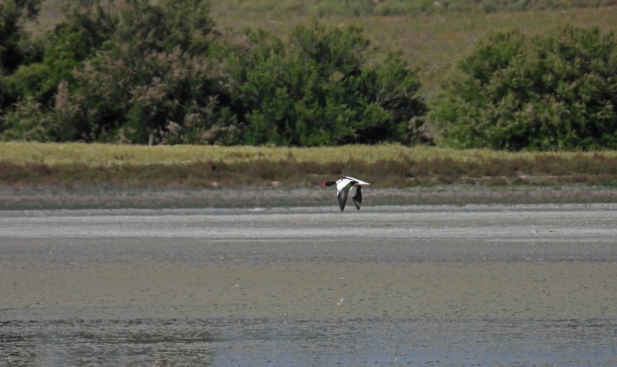 Common Shelduck - ML636182318