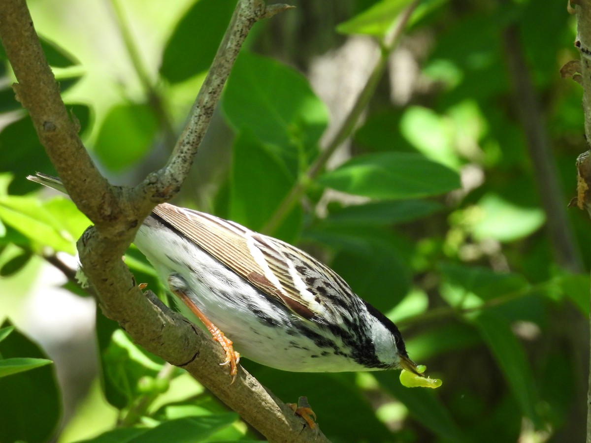 Blackpoll Warbler - ML636182334