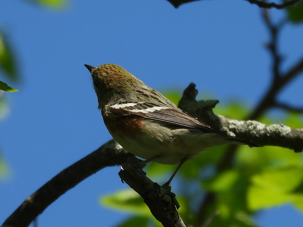 Bay-breasted Warbler - ML636182346