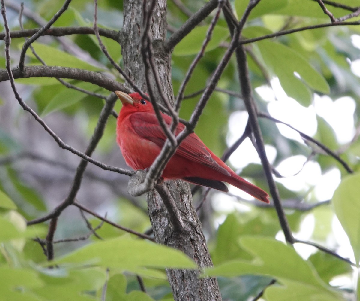 Summer Tanager - ML636182421